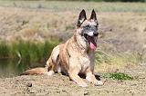 MALINOIS 823